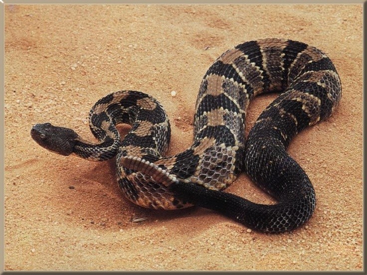 Photo:  Timber rattlesnake